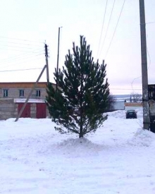 Новогодняя елка на даче